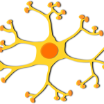 neuron