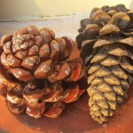 pine cones