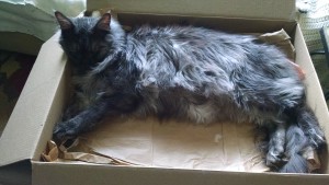 cat in a box