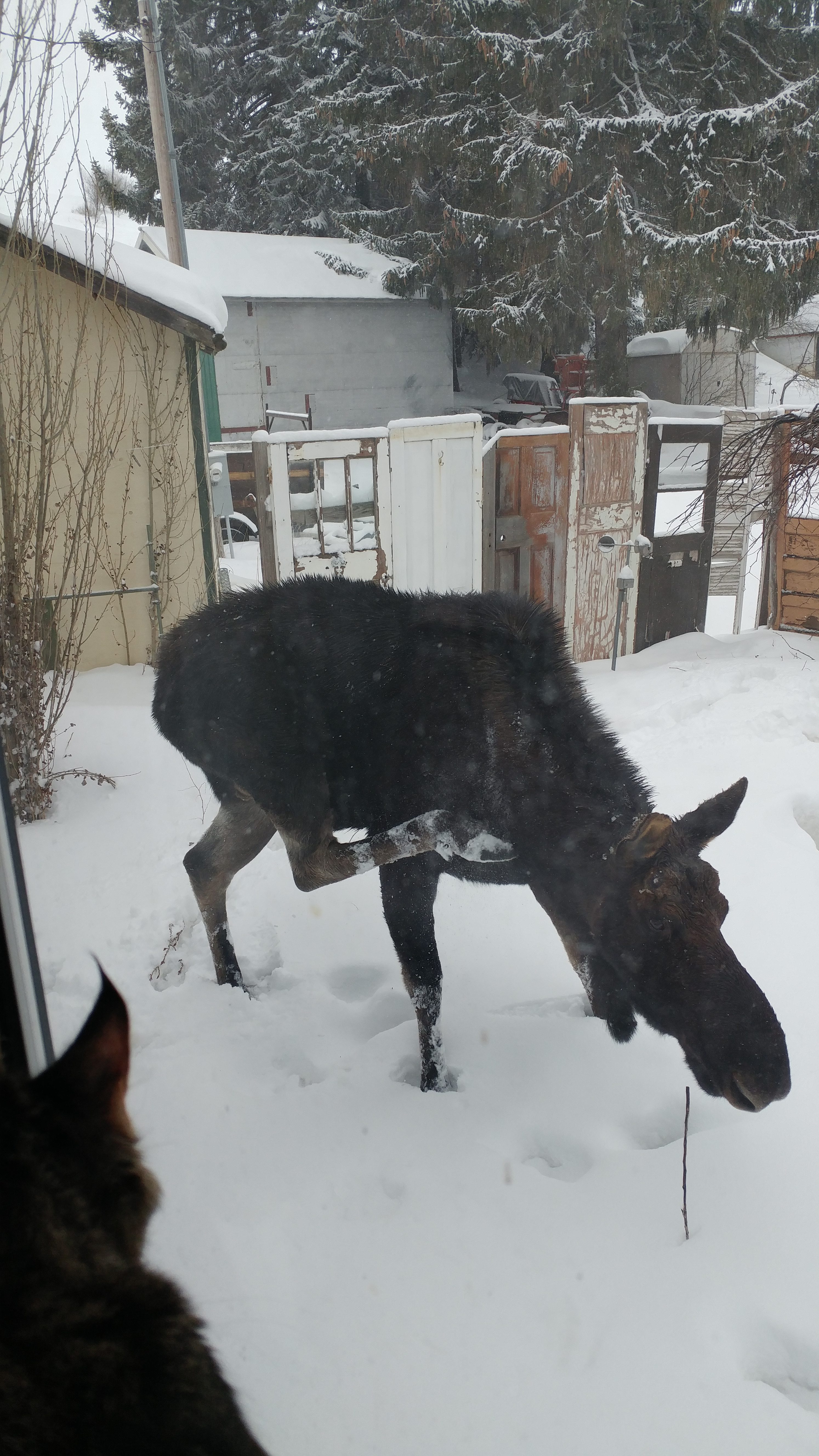 marvin moose